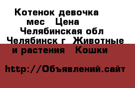 Котенок(девочка) 3.5 мес › Цена ­ 10 - Челябинская обл., Челябинск г. Животные и растения » Кошки   